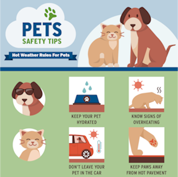 Pet Safety