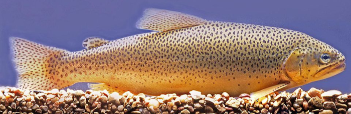 Trout Fishing 101; the Apache Trout