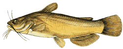 Yellow Bullhead Catfish