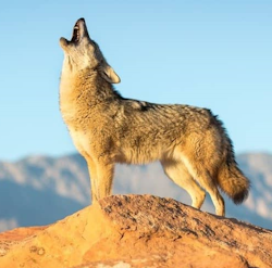 Educational image of a coyote with tips on safeguarding pets from potential attacks.