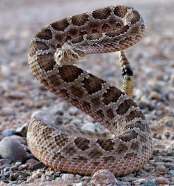 Close-up image of a rattlesnake striking, showcasing its fangs and coiled body.