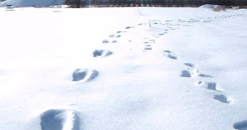 Bigfoot Trackway